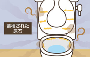 トイレが下水臭い原因3.蓄積された尿石