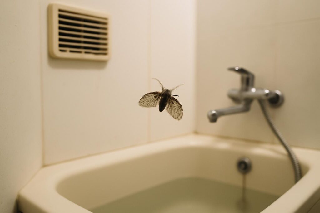 お風呂場のコバエはなぜ発生する？正体・原因・駆除・予防まで徹底解説