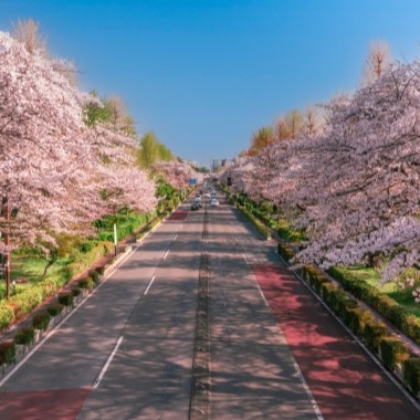 国立市|大学通り