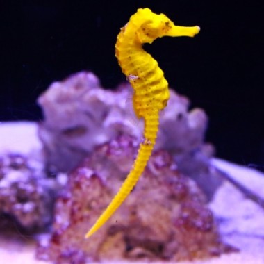 品川区|品川水族館