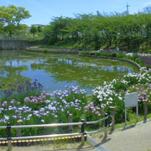 堺市東区 白鷺公園