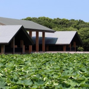 堺市北区　大泉緑地の蓮