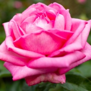 堺市西区　浜寺公園バラ園