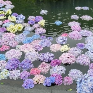 池田市　久安寺の具足池に浮かぶ紫陽花
