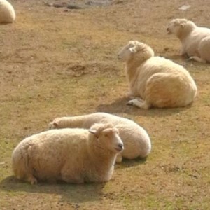 堺市南区 ハーベストの丘