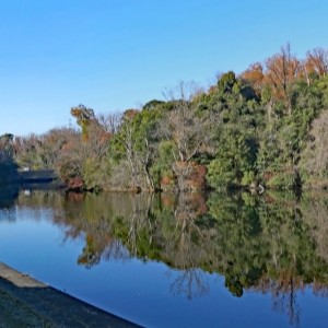 四条畷市 むろいけ園地