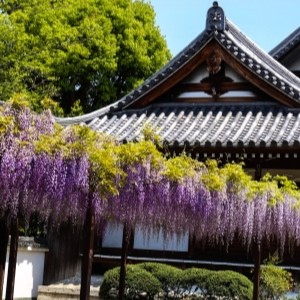 藤井寺市 葛井寺の藤