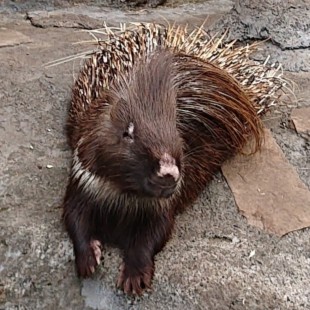 羽村市|羽村市動物公園