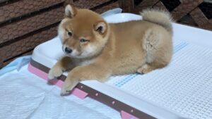 犬のうんちをトイレに流してしまった場合は？