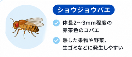 ショウジョウバエ(果実バエ)