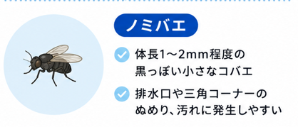 ノミバエ