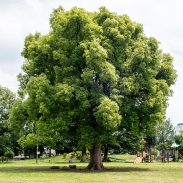 狛江市｜前原公園