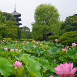 京都市南区｜東寺の蓮池