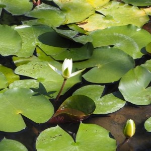 瑞穂町|ジュンサイ池公園